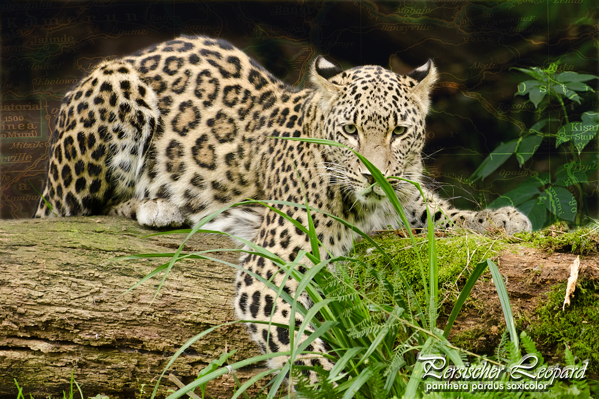 Persischer Leopard - Panthera Pardus Saxicolor