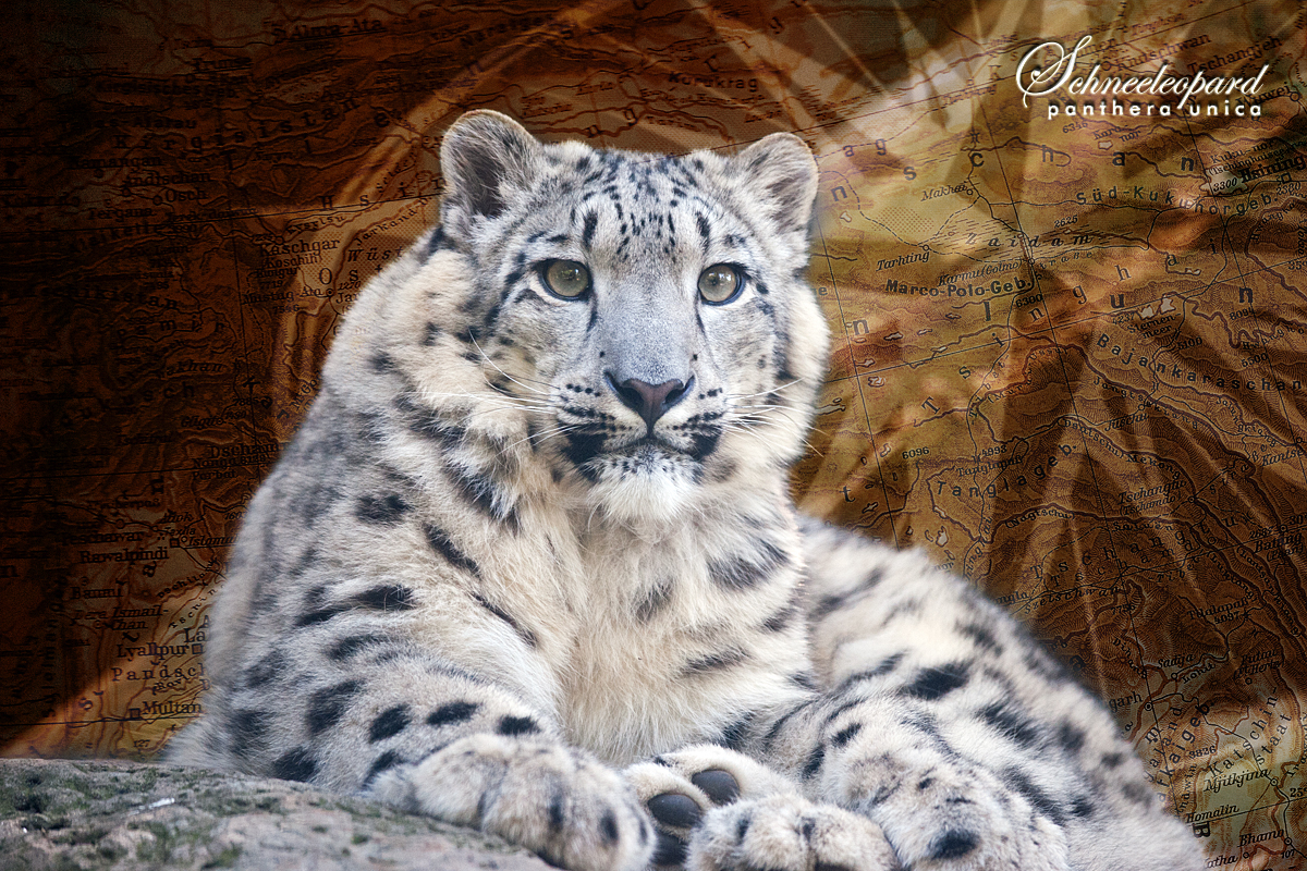 Schneeleopard - Panthera Unica