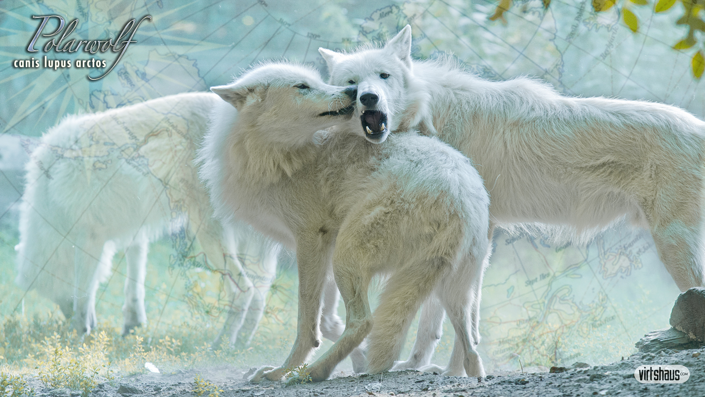 Polarwolf - Canis Lupus Arctos