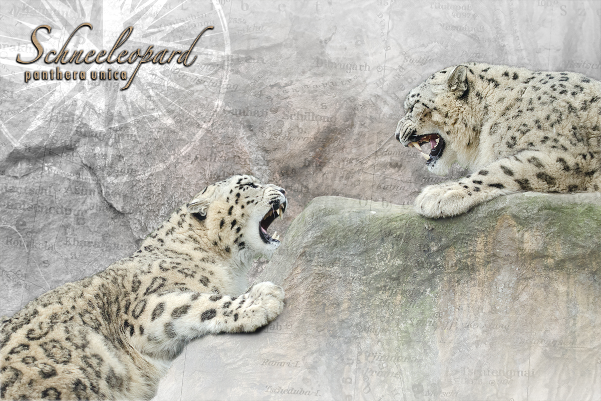 Schneeleopard - Panthera Unica