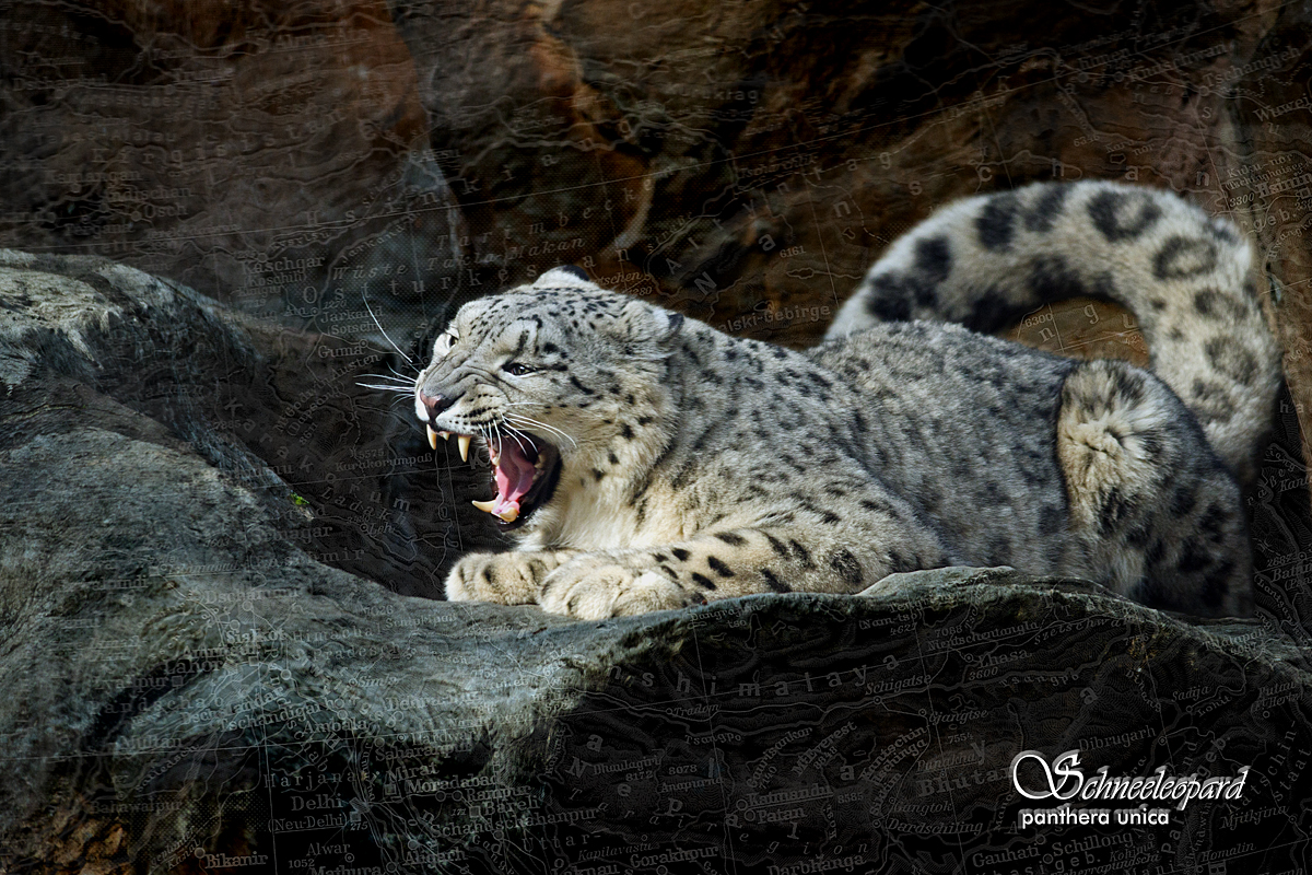 Schneeleopard - Panthera Unica