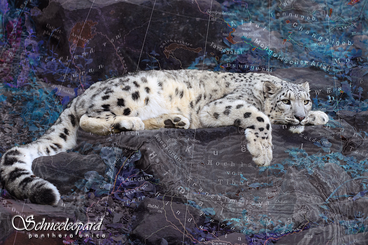 Schneeleopard - Panthera Unica