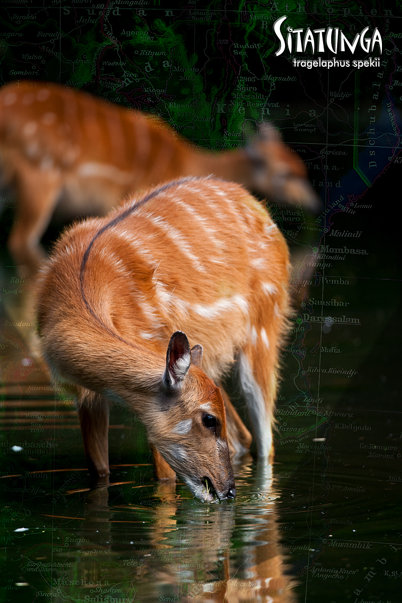 Sitatunga - Tragelaphus Spekii