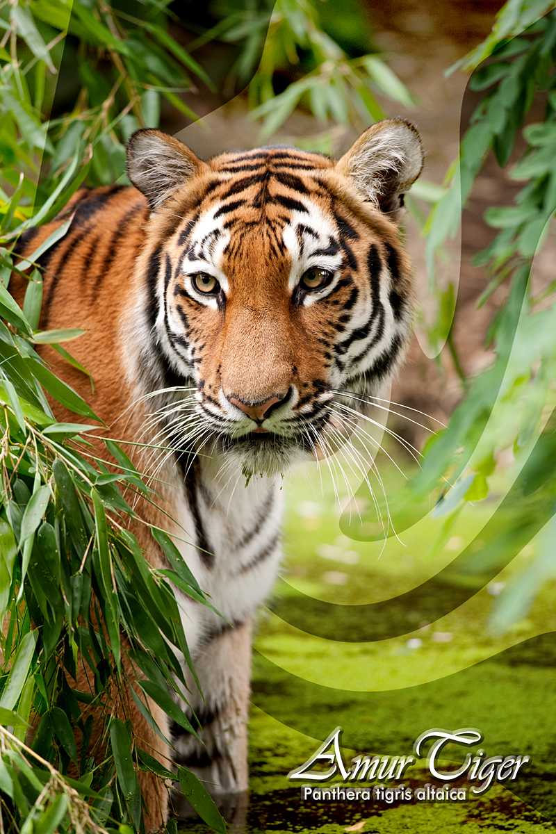 Amur Tiger - Panthera Tigris Altaica