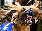 hunde