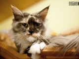 mainecoon