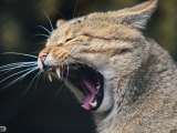 wildkatzen